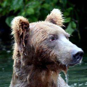 Meet your Posher, Dorothy